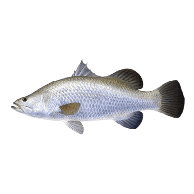 Buy Goduwa Fish Cleaned Fish Online in UK
