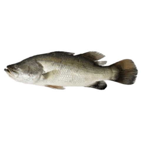 INDIAN SEABASS FISH (KARUNTHIRALI MEEN) CLEANED (700G TO 800G