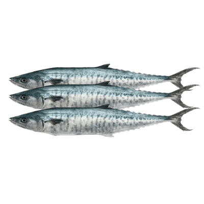 Buy King Fish Arakkula Online in UK