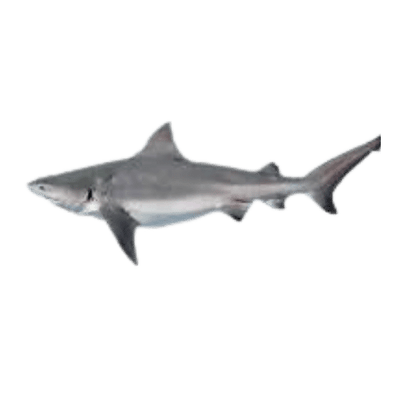 Buy Shark Fish Cleaned Online in UK