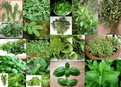 Benefits of Leafy Vegetables