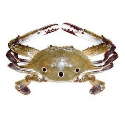 Buy Pre-Order Crab Uncleaned  Online from Lakshmi Stores, UK