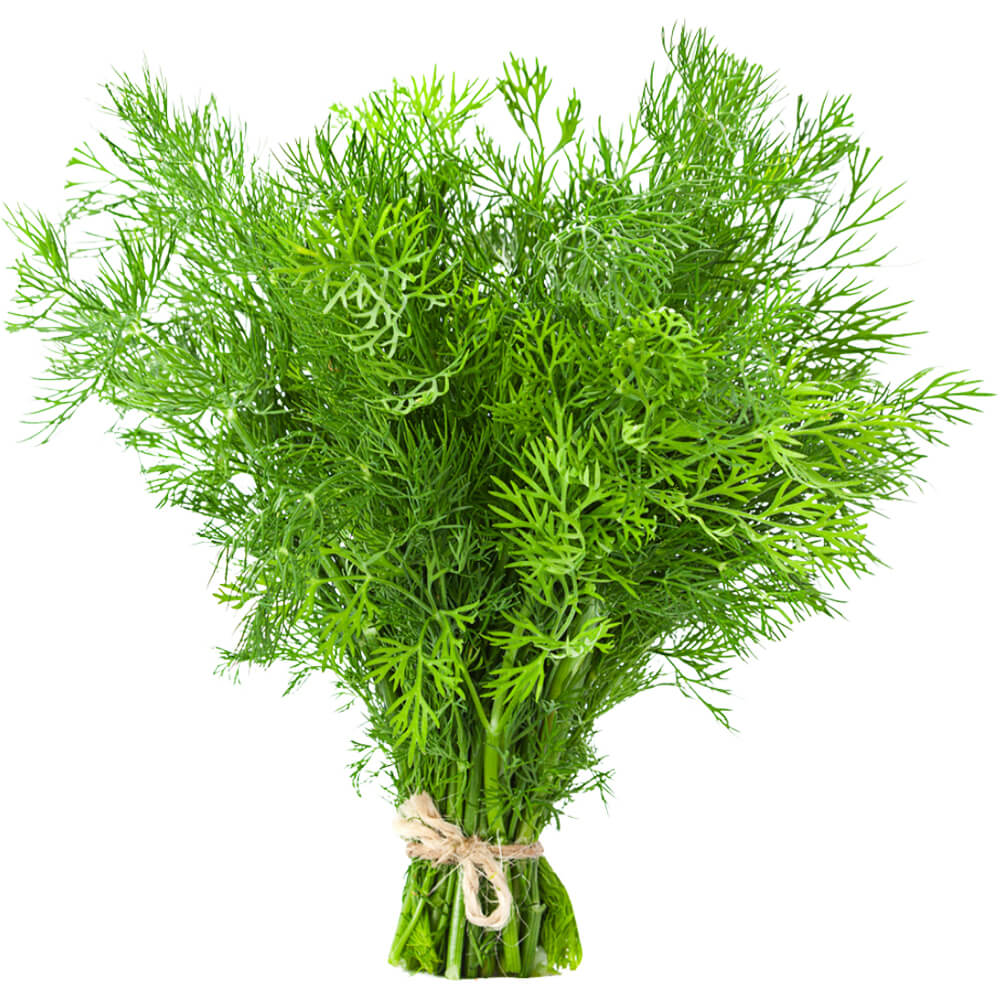 DILL LEAVES - 1 BUNCH
