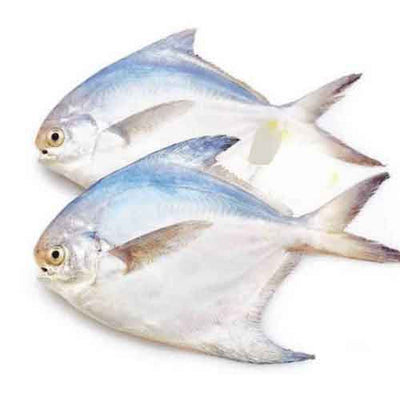 Buy Pre-Order Gold Pomfret Uncleaned  Online from Lakshmi Stores, UK