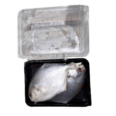 PRE-ORDER GOLD POMFRET CLAENED 750G TO 850G