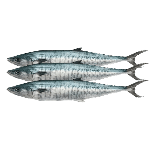 Buy Pre-Order Kingfish Cleaned 1Kg Online