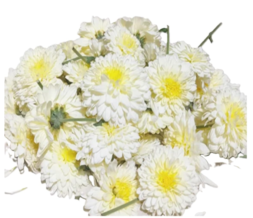 CHRYASANTHEMUM (SEVVANTHI WHITE) FLOWER 100G
