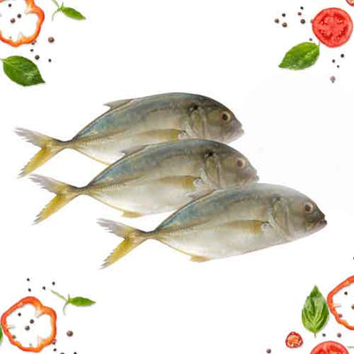 PRE-ORDER TREVALLY CLEANED 750G TO 850G
