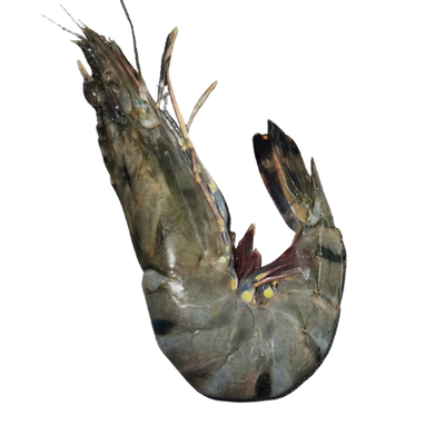 Buy Fresh Tiger Prawn Uncleaned Online from Lakshmi Stores, UK