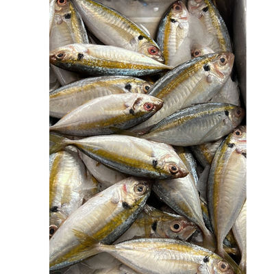FRESH SU BARAI FISH CLEANED 1KG