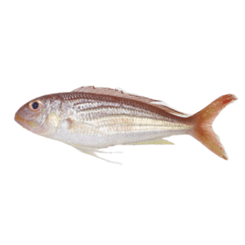 Buy Pre-Order Indian Seabream Cleaned 750G To 850G Online