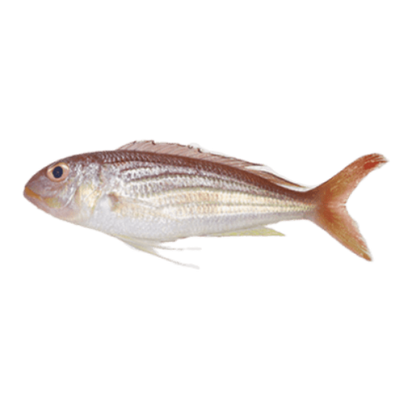 Buy Pre-Order Indian Seabream Uncleaned  Online from Lakshmi Stores, UK