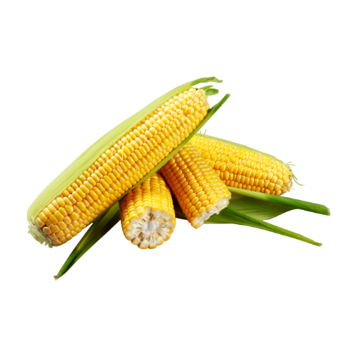 Buy Pre Order - Fresh Corn Online