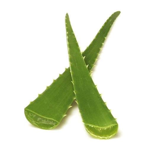 Buy Aloe Vera Fresh Leaf 1PC Online