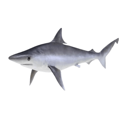 Buy Baby Shark Paal Sura Online in UK