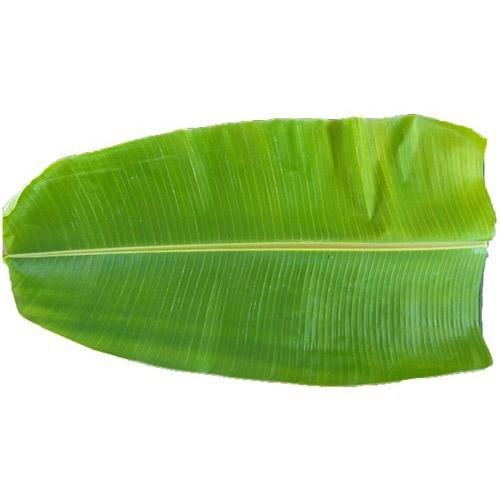 Buy Banana Leaves (Plantain Leaf) 6Pcs Online