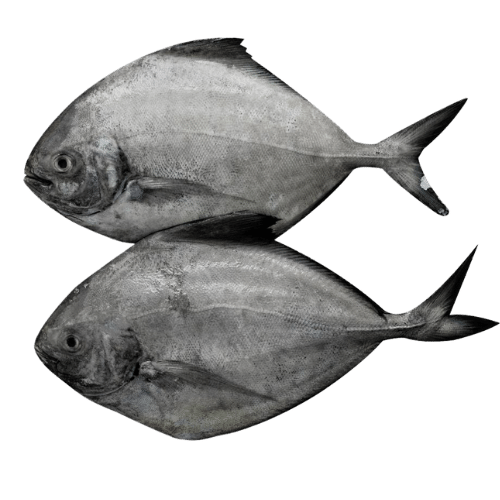 Buy Black Pomfret Vavval Meen Online in UK
