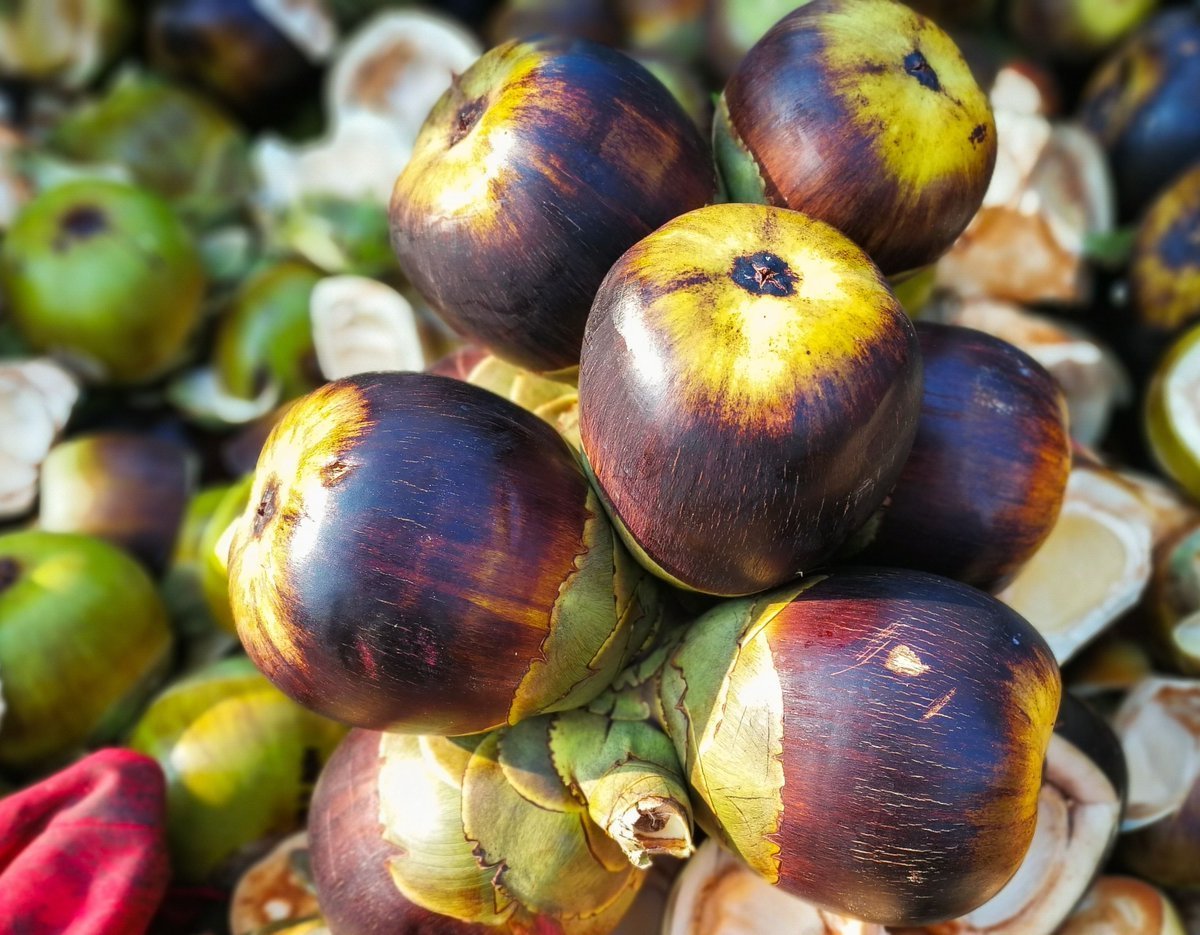 Buy Ice Apple - Nungu Fruit 1KG Online