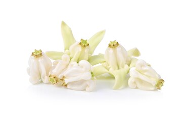 Buy Erukam Poo (Flower) 50g Online