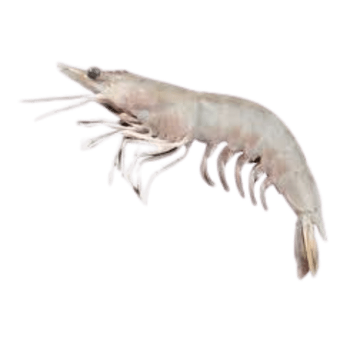Buy Pre-Order Prawn - With Shell 1Kg Online