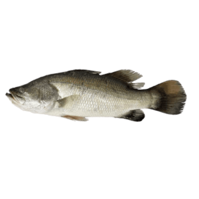 Buy Indian Seabass Fish Karunthirali Online in UK