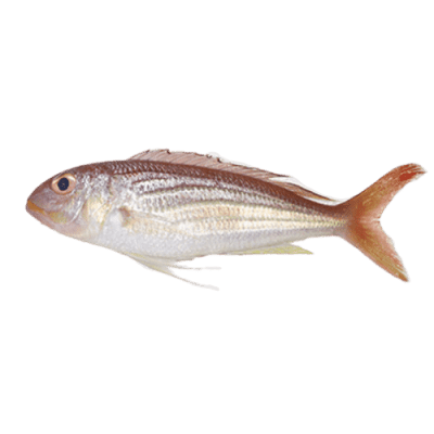 Buy Indian Seabream Fish Online in UK