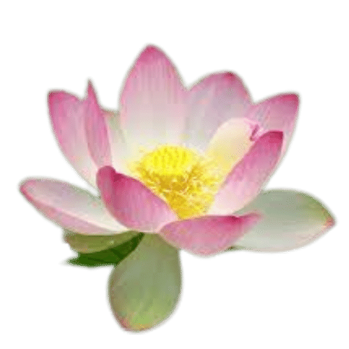 Buy Lotus Flower 1 Peice Online