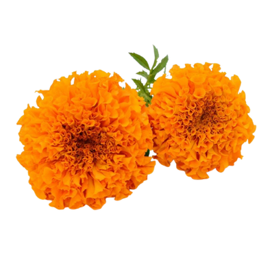 Buy Marigold Orange Colour Online from Lakshmi Stores, UK