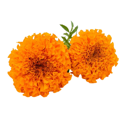 Buy Marigold Orange Colour Online from Lakshmi Stores, UK