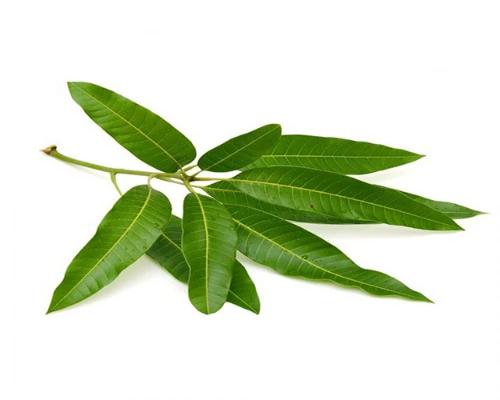 Buy Mango (MAA) Leaves Online