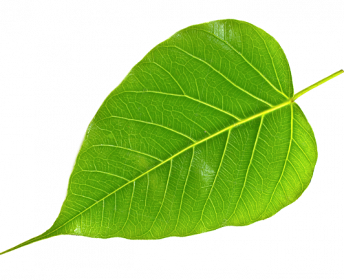Buy PEEPAL TREE LEAVES (ARASA ILAI) - 1 PACK (3PCS) Online