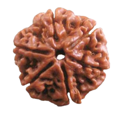 Buy Rudracha Natural Certified 1Pcs (6 Face) Online, from Lakshmi Stores, UK