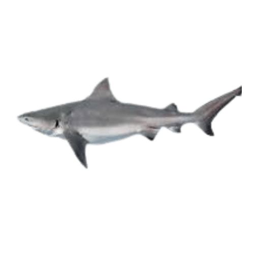 Buy Shark Fish Cleaned Online in UK