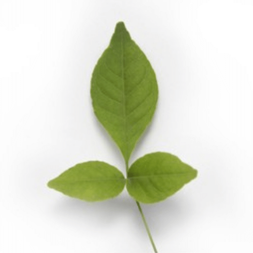 Buy BILVA LEAF (VILVA LEAF) Bel Patra | Bilva Leaves