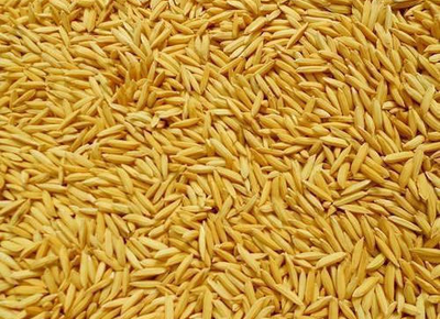 Buy PADDY RICE for POOJA Online in UK