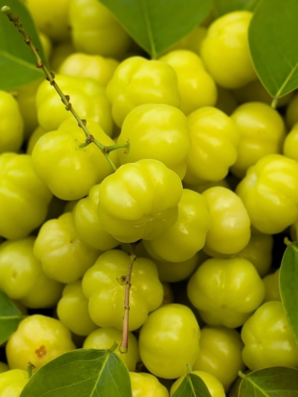 Buy Amla - Star Gooseberry (Arai Nellikai) Online